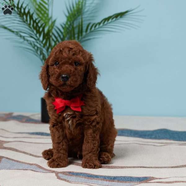 Easton, Miniature Poodle Puppy